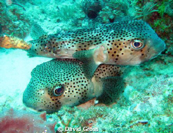 Love takes many forms.....Here is a puffer couple right h... by David Gross 